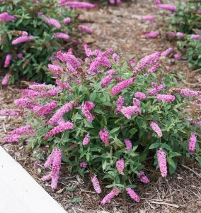 Mini jorgovan - Buddleja davidii 'Pink Micro Chip'