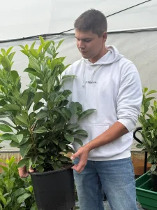 Lovor višnja 70cm / Prunus laurocerassus